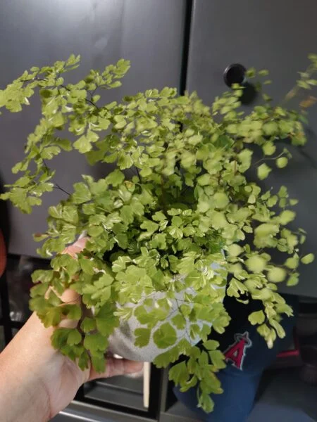 アジアンタム　斑入り