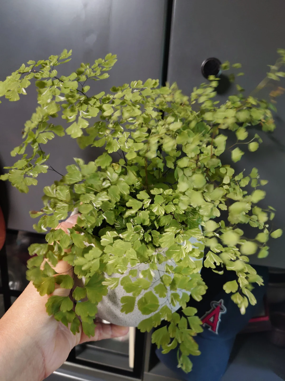 アジアンタム 斑入り
