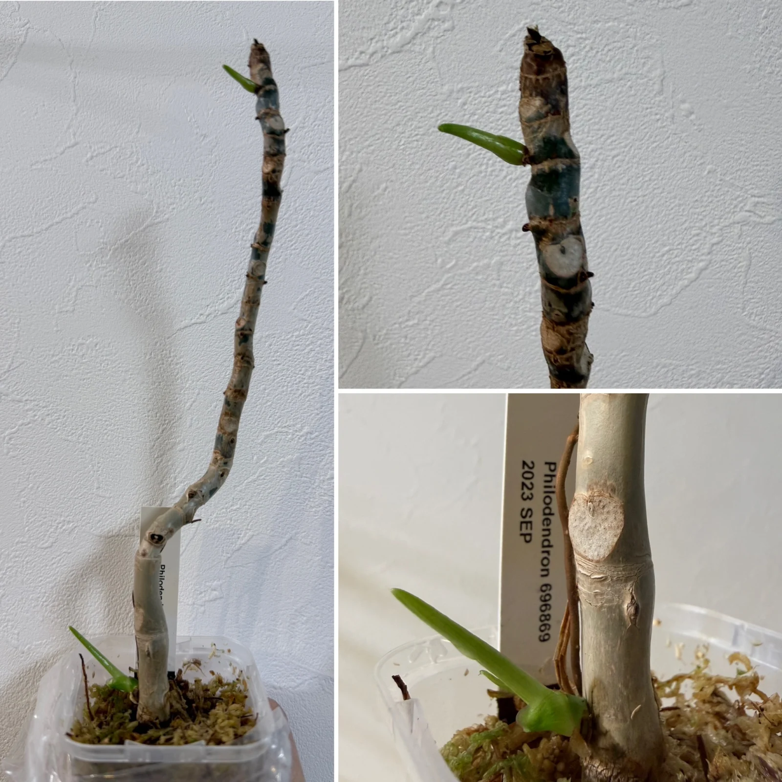 フィロデンドロン　69686 なんとか復活