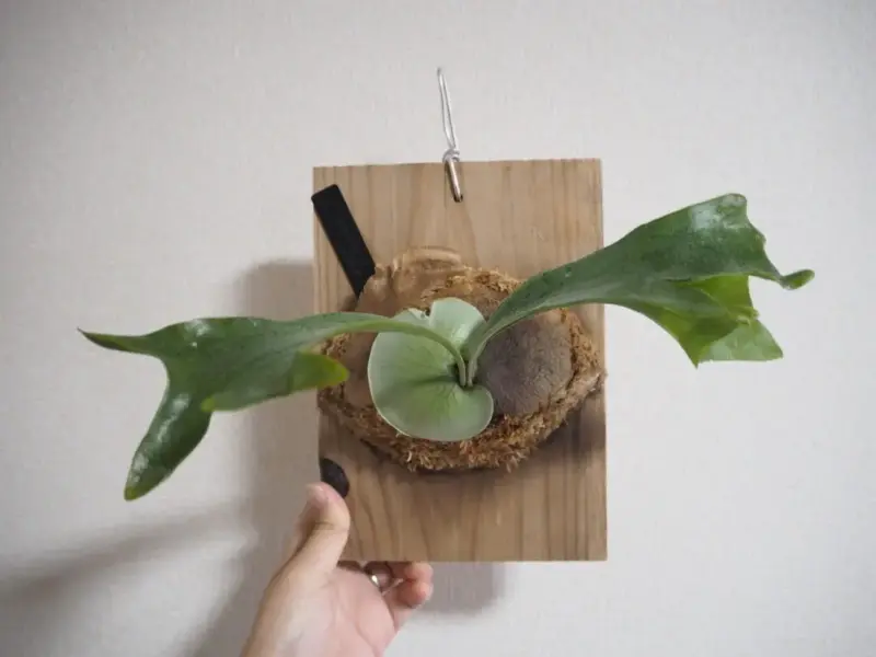 ビカクシダ　札落ち
