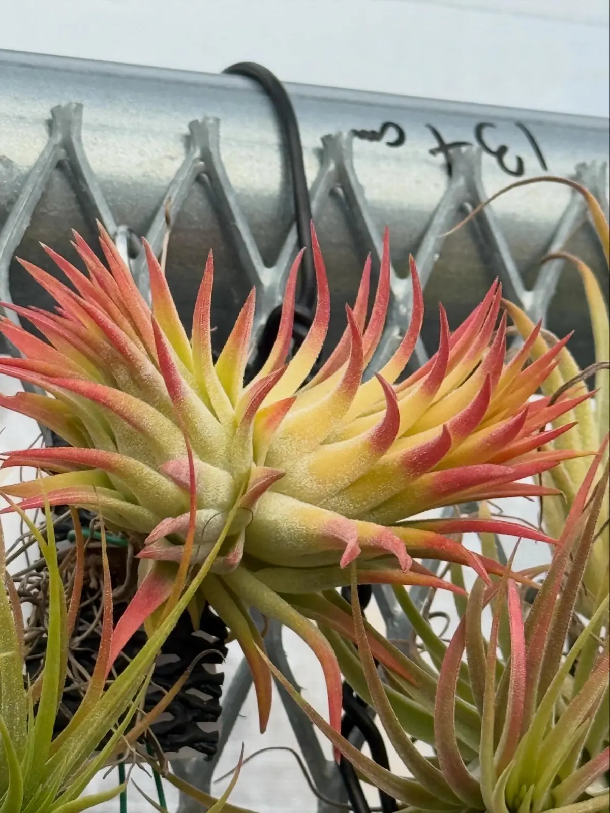 ティランジア　イオナンタ