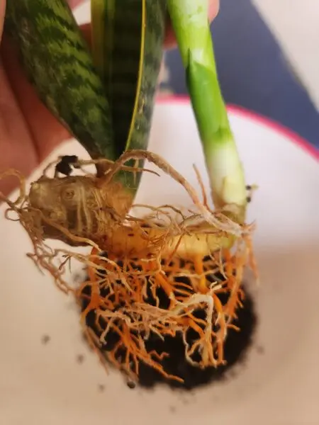 サンセベリア　札落ち