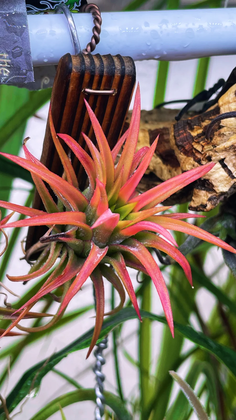 ティランジア　イオナンタ　オールウェィズピンク