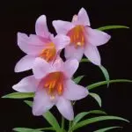 miniGiz(mo)のアバター