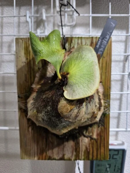 ビカクシダ　ノコギリ