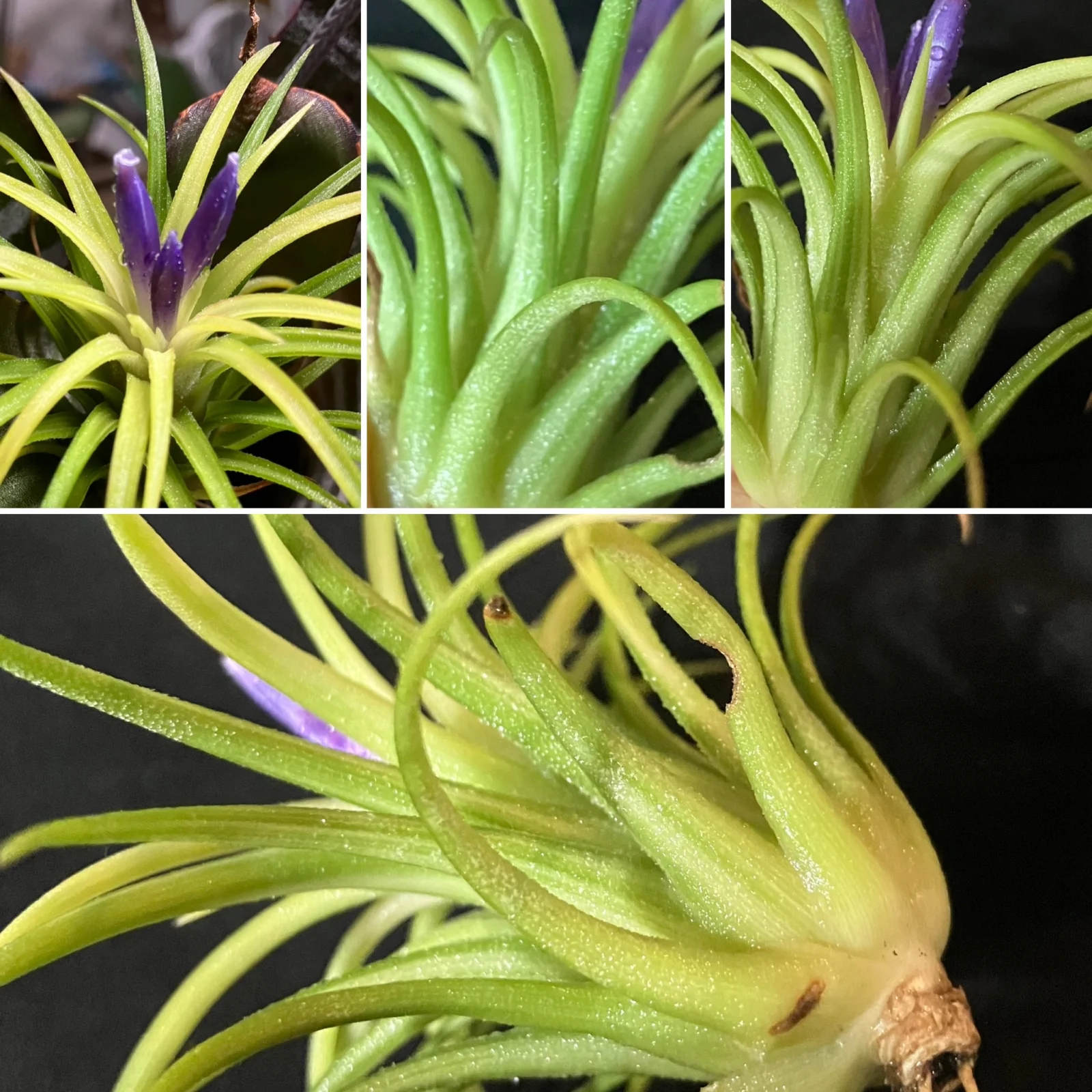 ティランジア　イオナンタ　バリエガータ　…なのか？