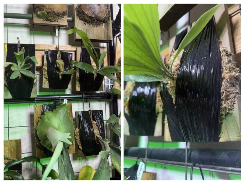 ビカクシダ　養生　黒ラップ　たて巻き