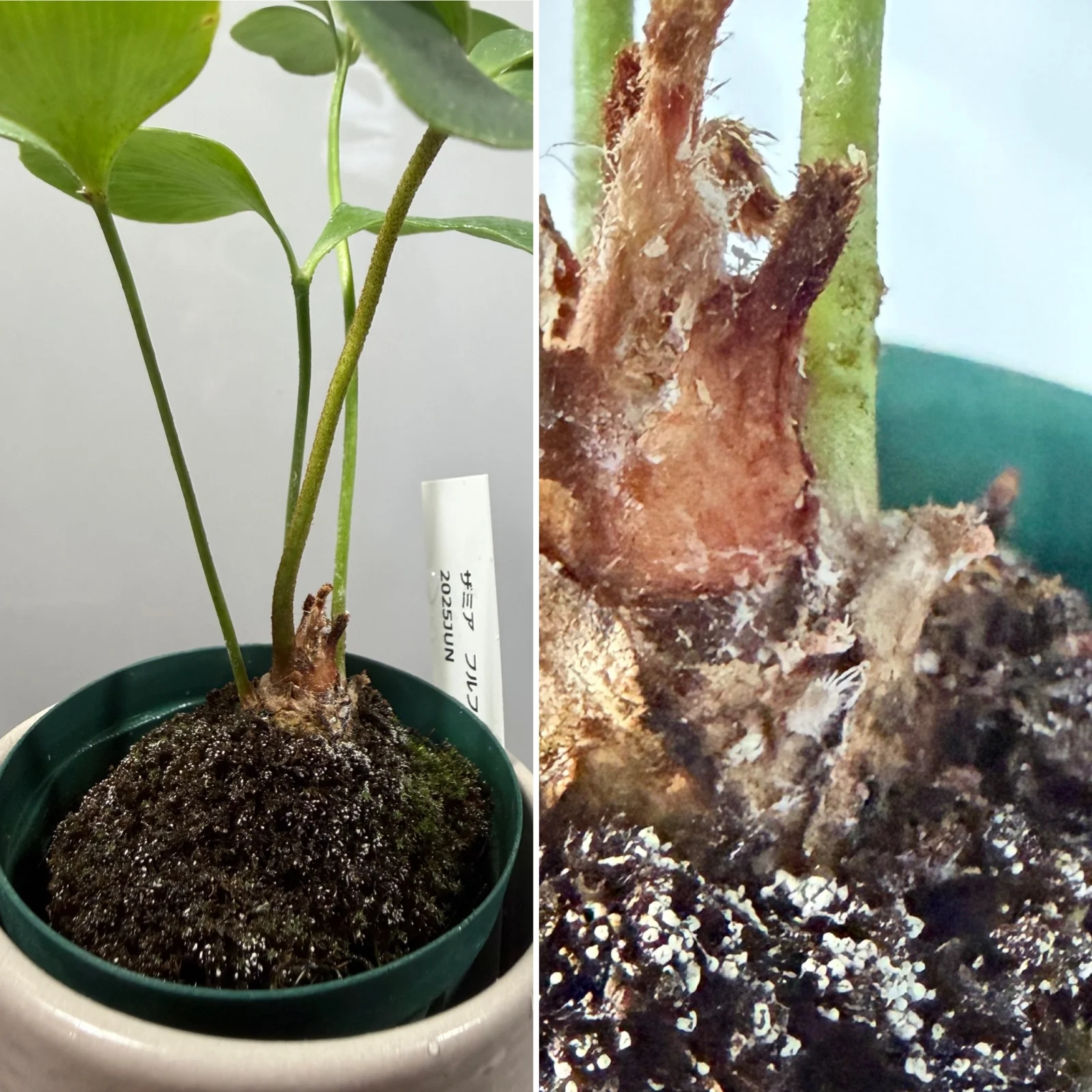 ザミア フルフラエア カイガラムシ?カビ?