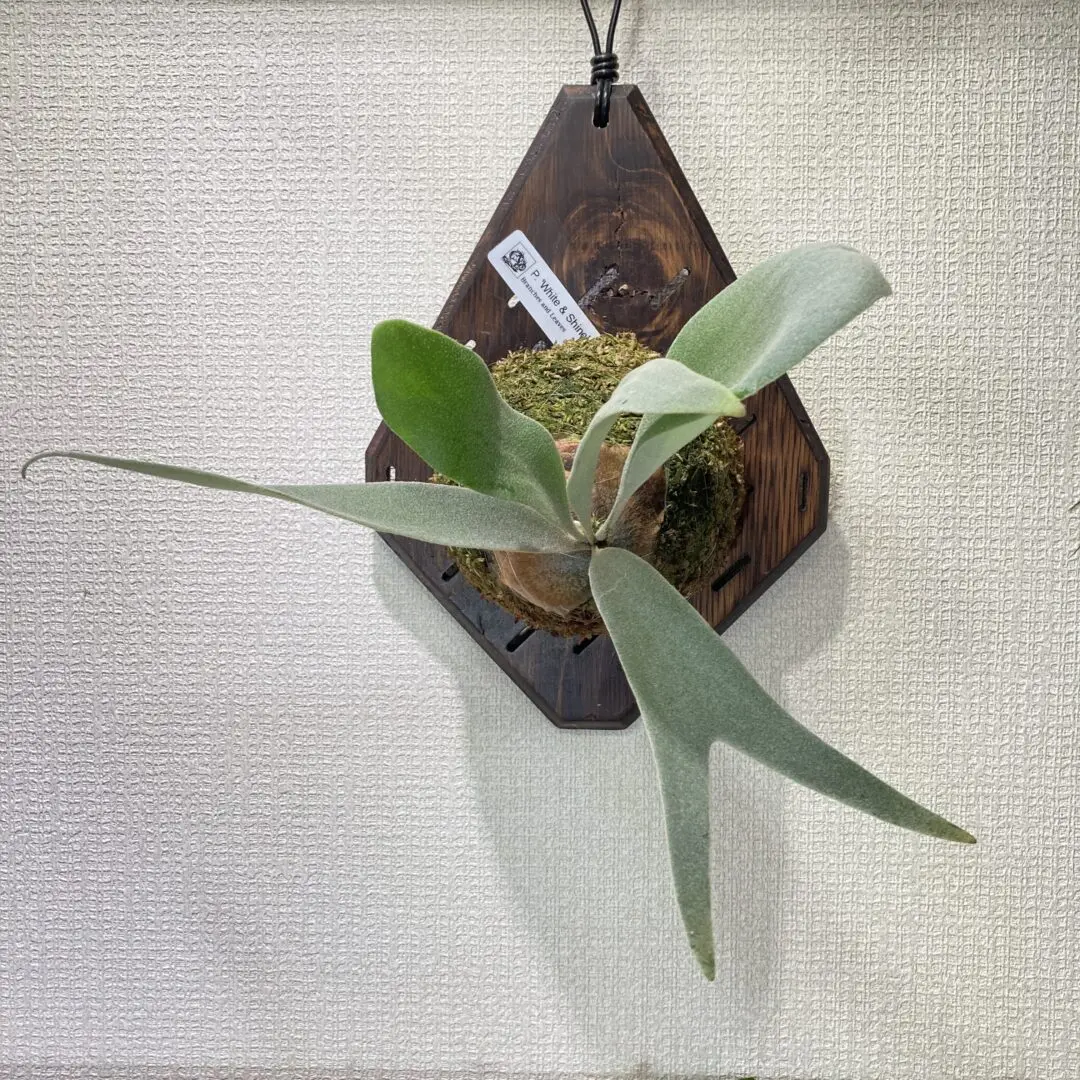 ホワイト&シャイン