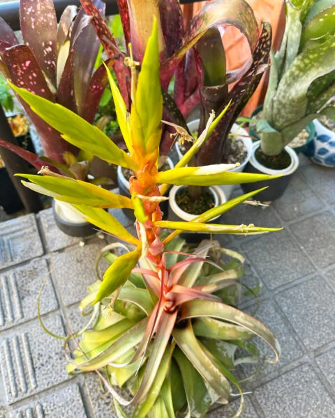 ティランジア　キセログラフィカ　花
