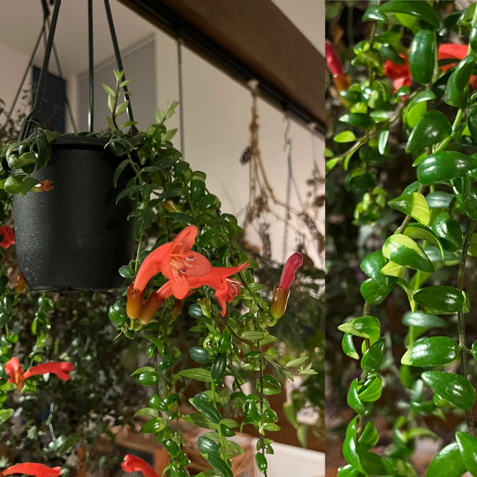 エスキナンサス　花