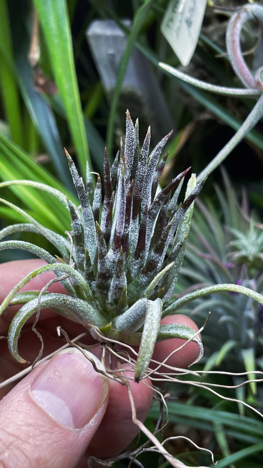 ティランジア　イオナンタ　パープルハート