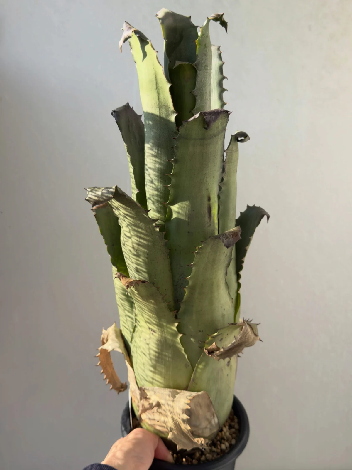 ホヘンベルギア サンドラズマウンテン