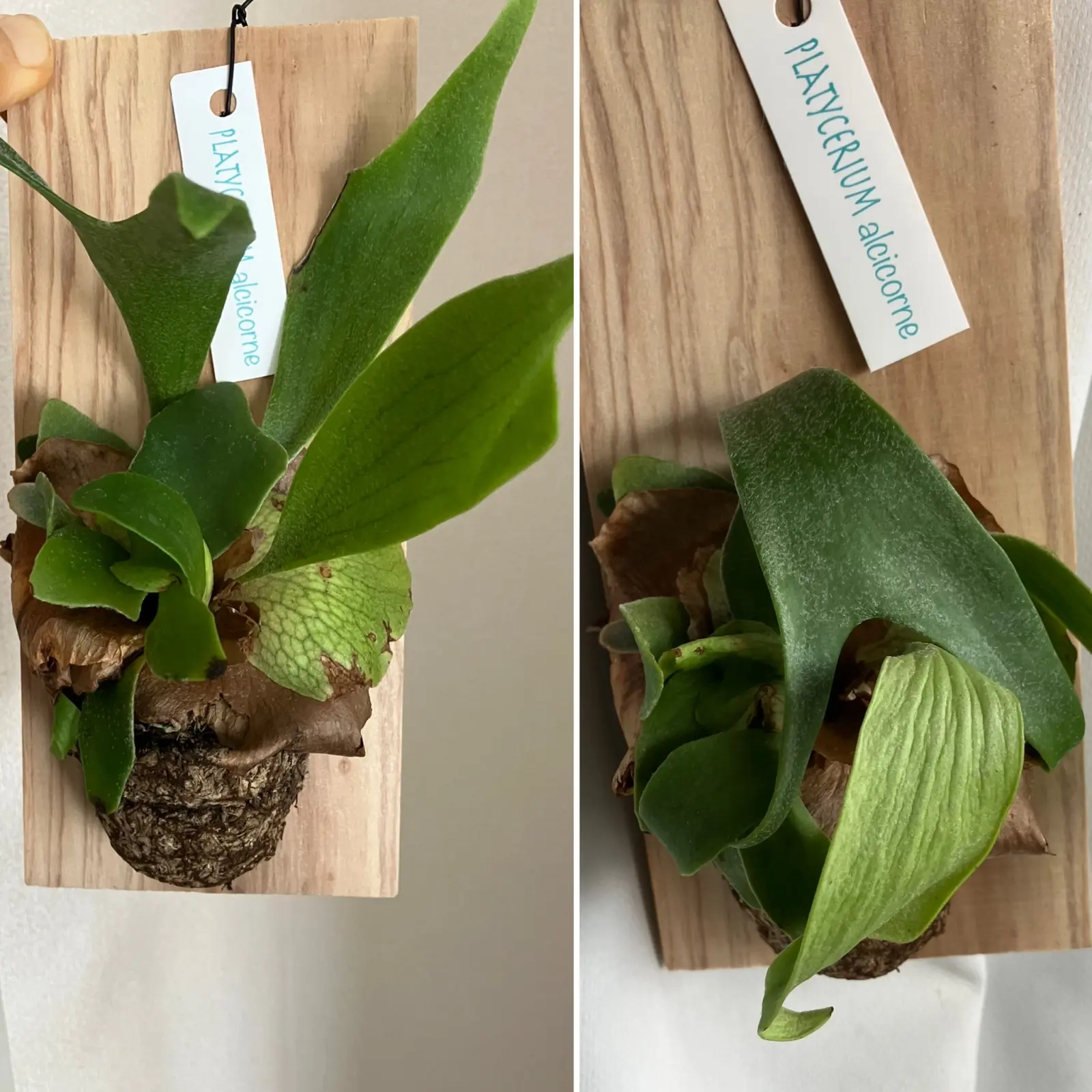 ビカクシダ　アルシコルネ　全密閉中