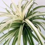 t.y_plantsのアバター