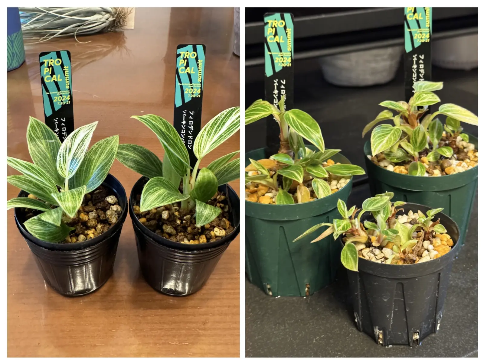 バーキンコンパクト