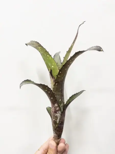 ビルベルギア クムフラ