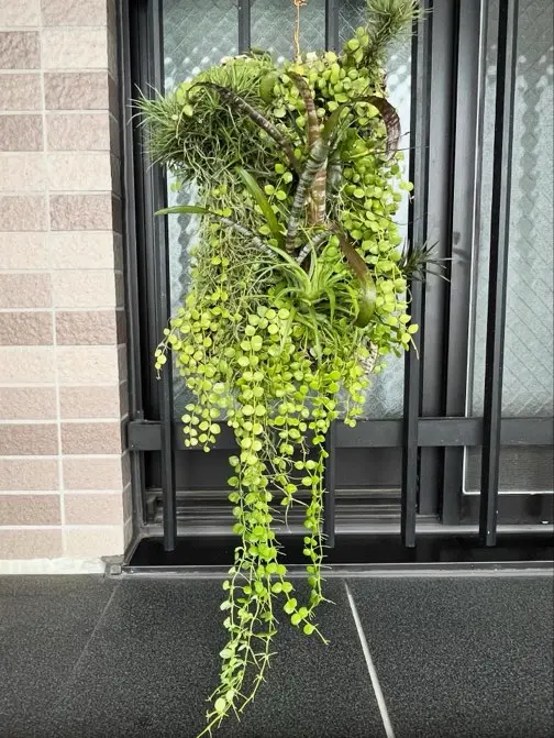 ディスキディアヌンムラリア ブラキカウロス ティランジアフンキアナ ビルベルギアパイプライン ウスネオイデス 他 板付け