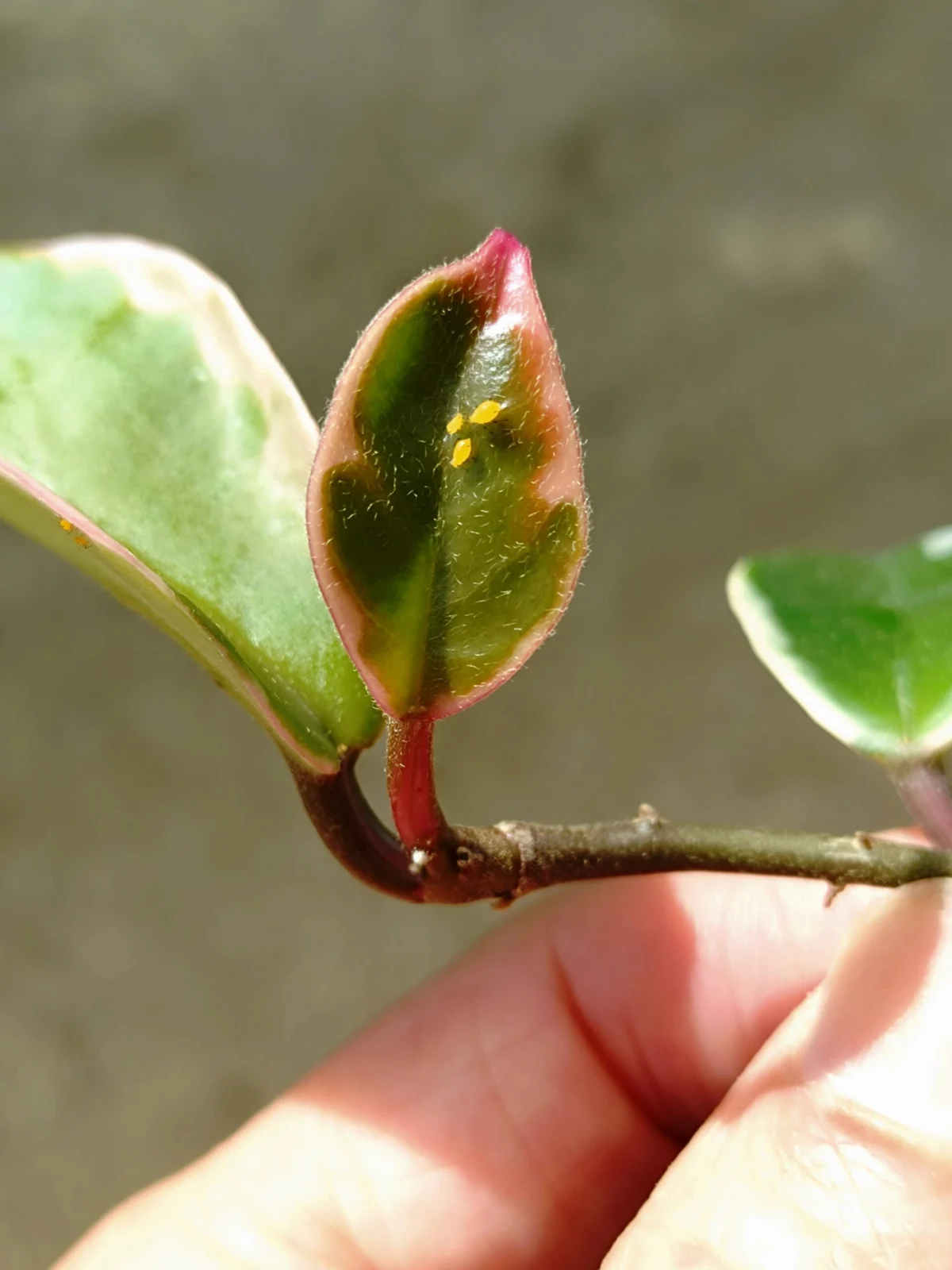 ホヤ カルノーサ リップカラー 害虫 アブラムシ