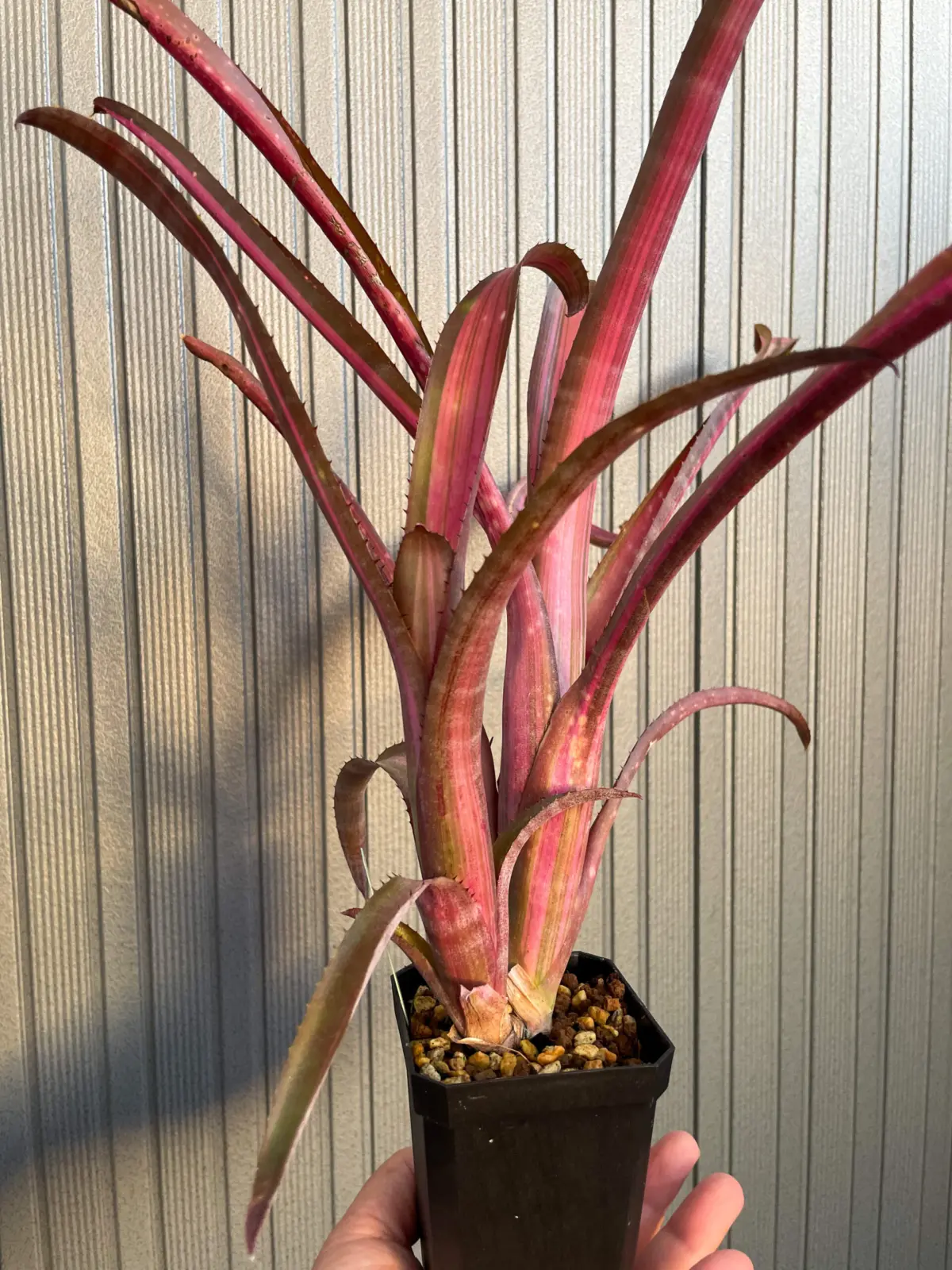 ビルベルギア　ベリッシマ