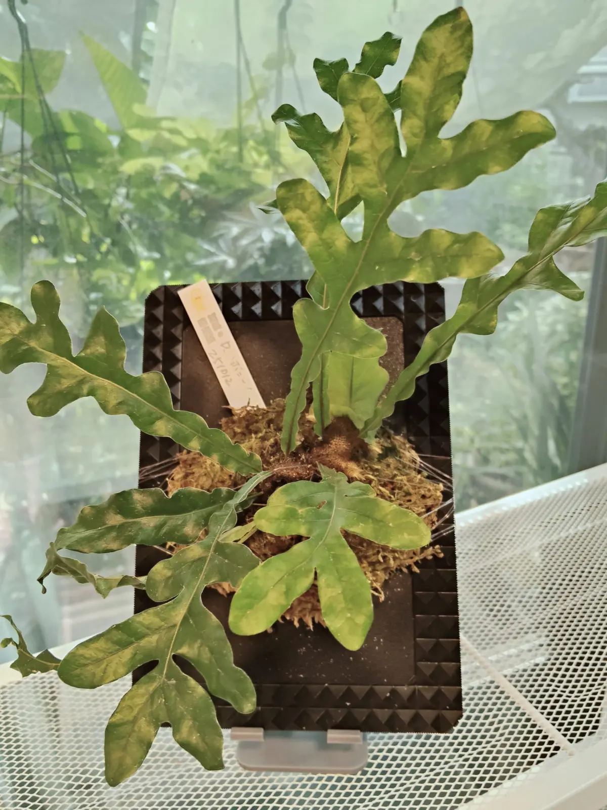 ドリナリア　ボニー