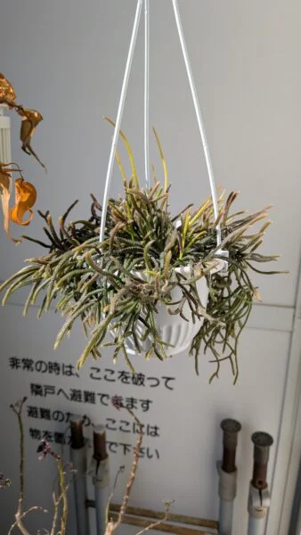 リプサリス