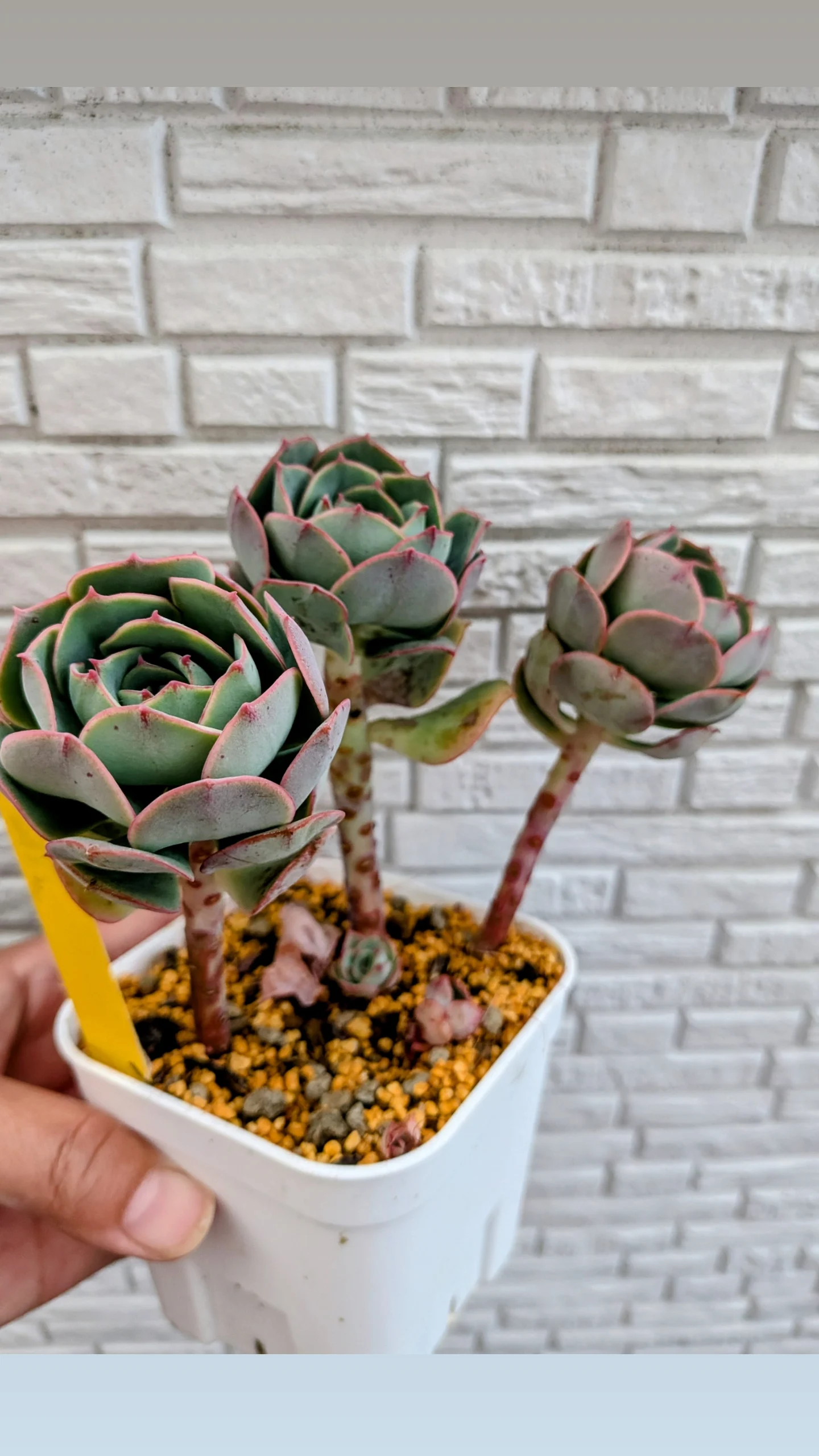 多肉植物　エケベリア　クロアチアローズ　