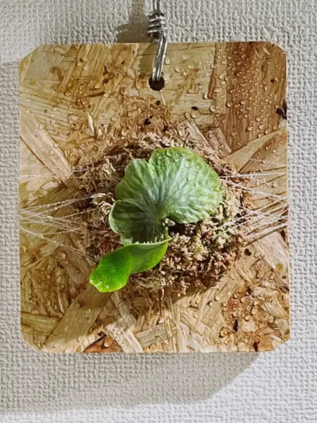メラメラ