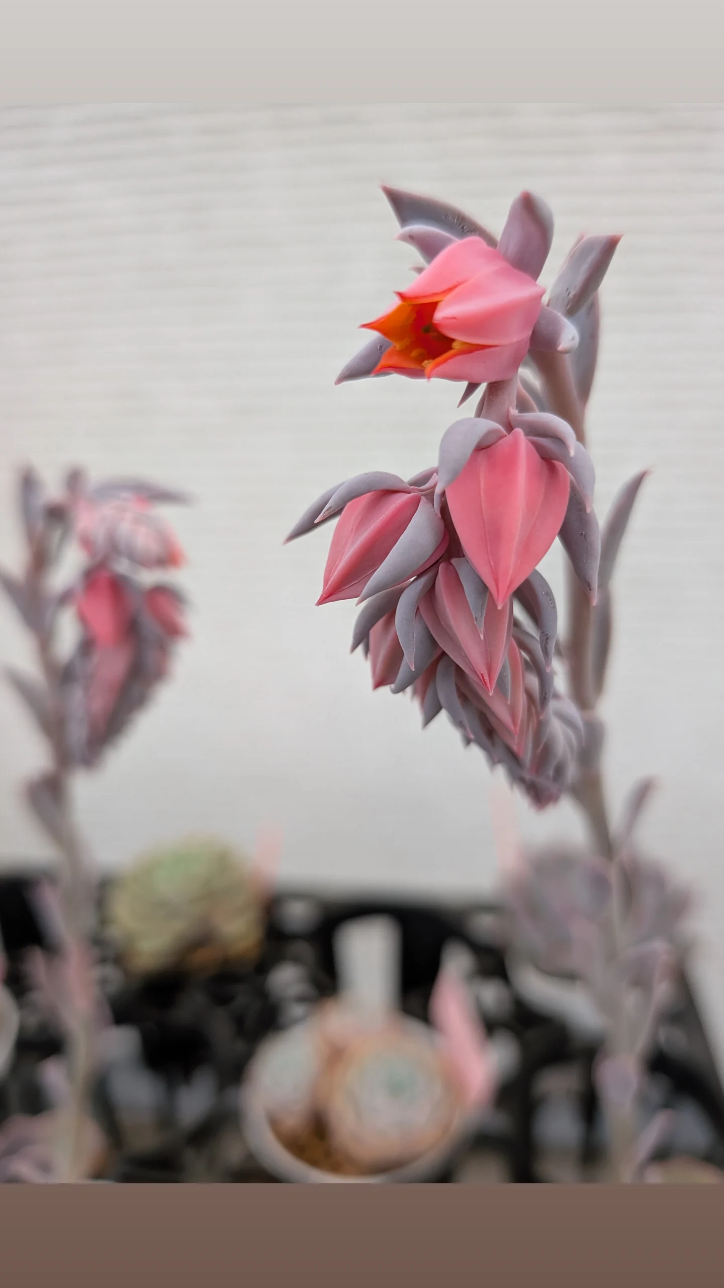 多肉植物　エケベリア　ピンクフリル　花