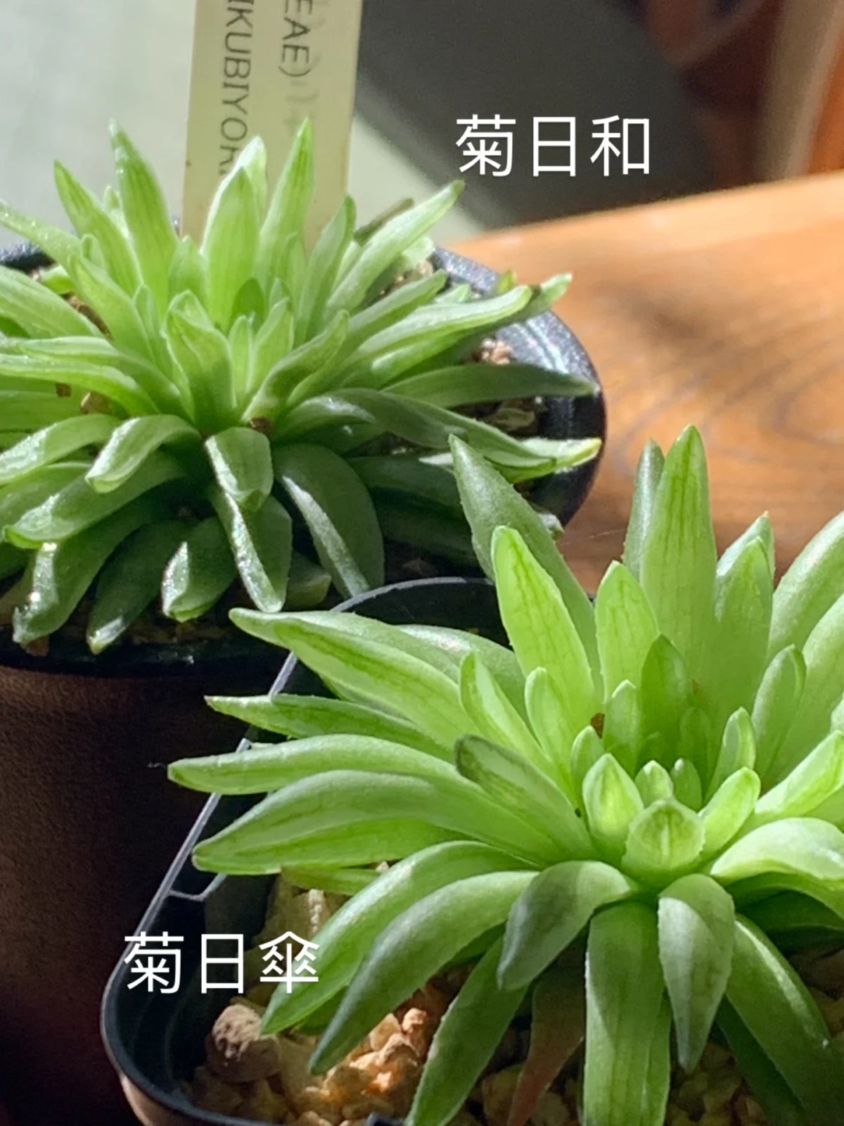 ハオルチア　キクビヨリ　キクヒガサ　