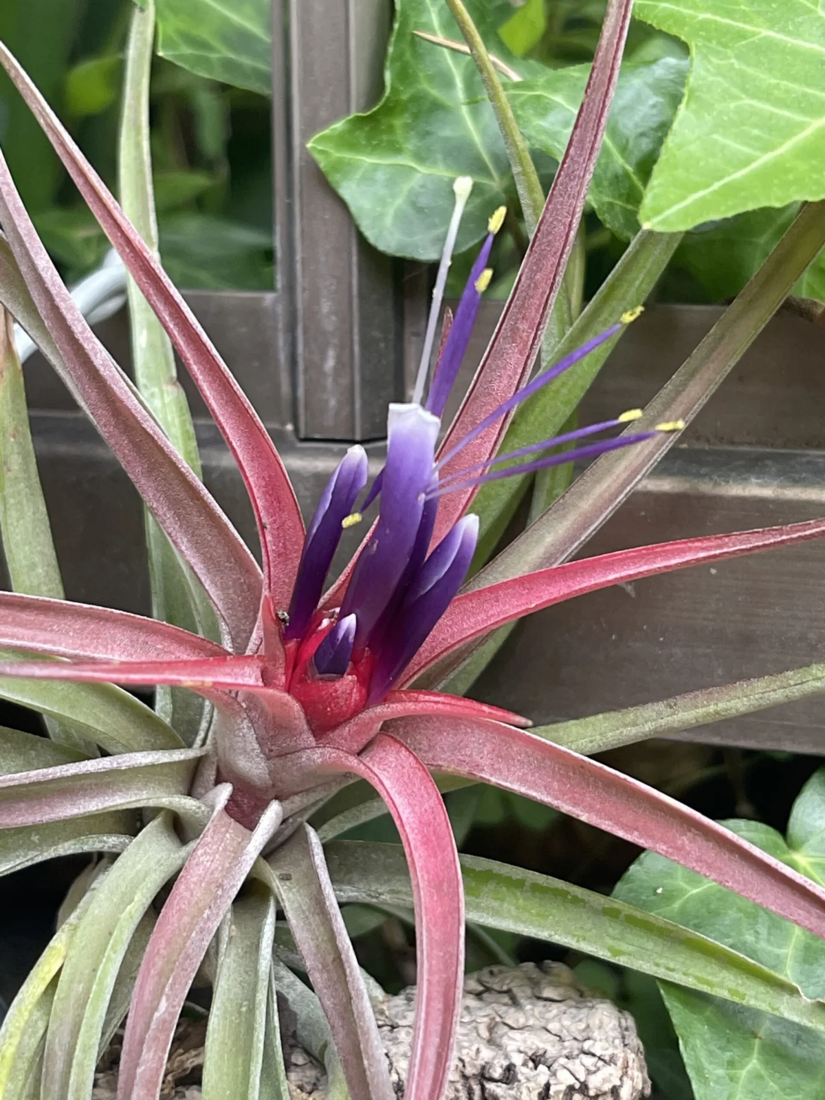 ティランジア 花