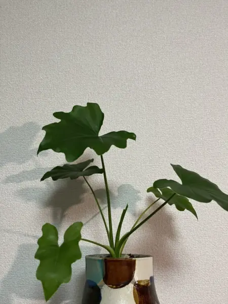 フィロデンドロン　セローム