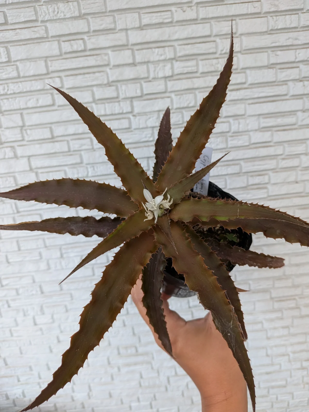 クリプタンサス　バイアヌス　レッドフォーム