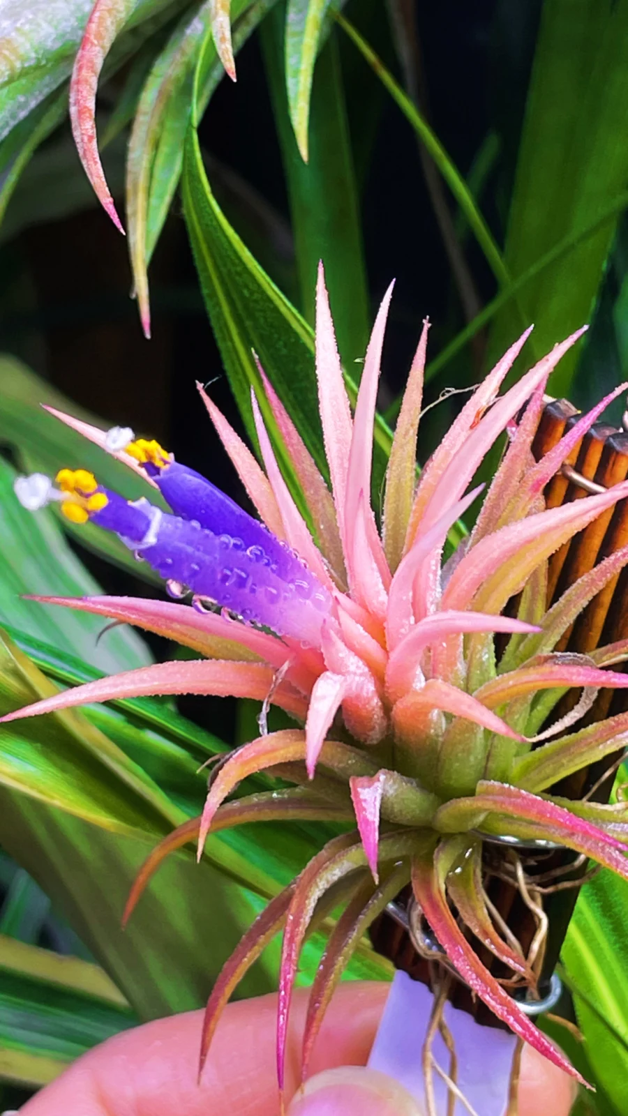 ティランジア　イオナンタ　ソル