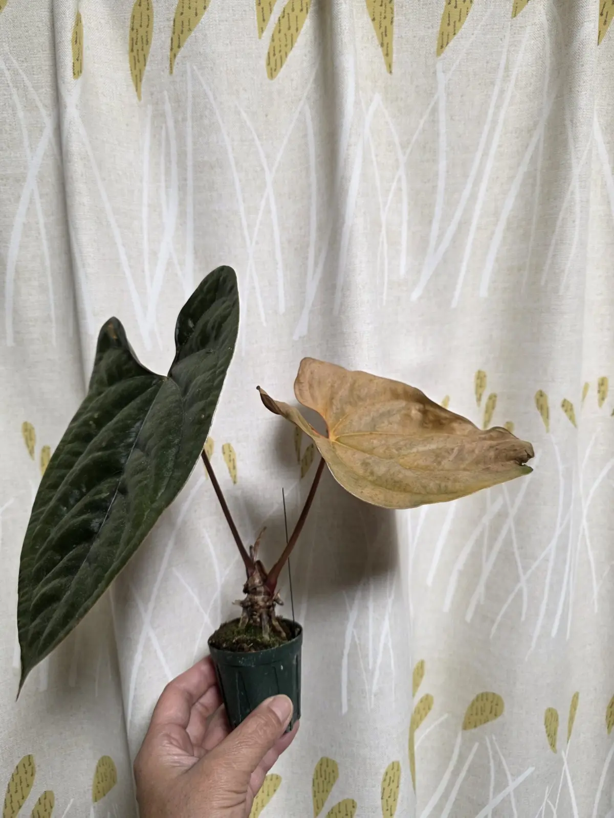 アンスリウム　No.6