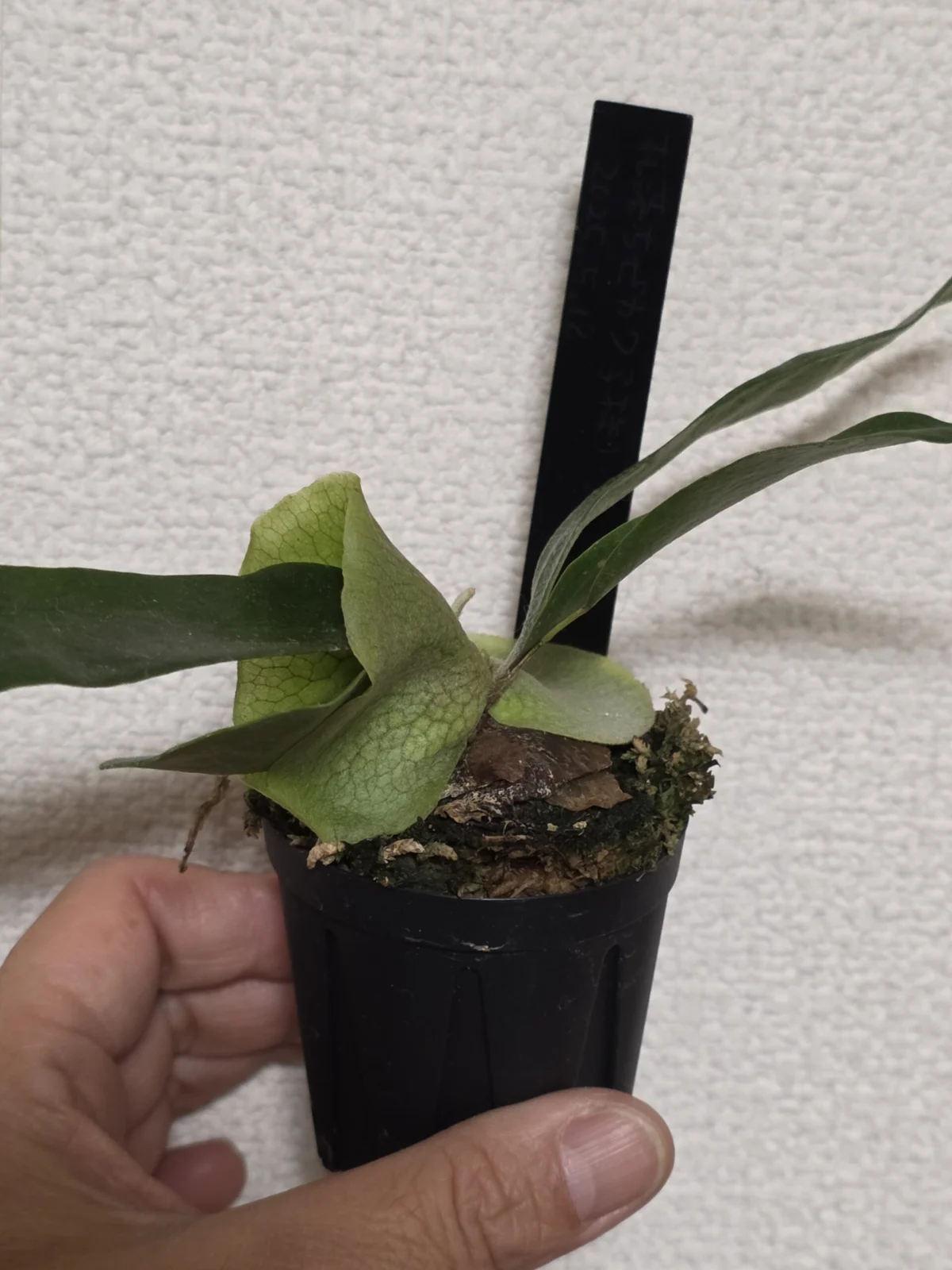 ビカクシダ　札落ち