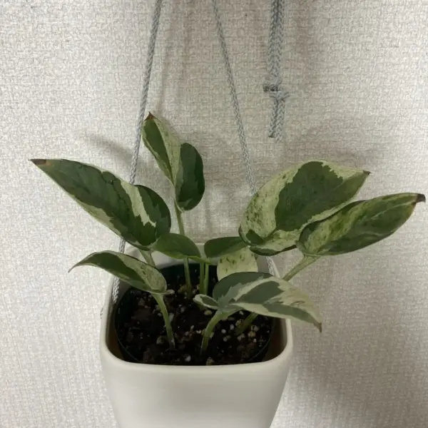 ポトス エンジョイ