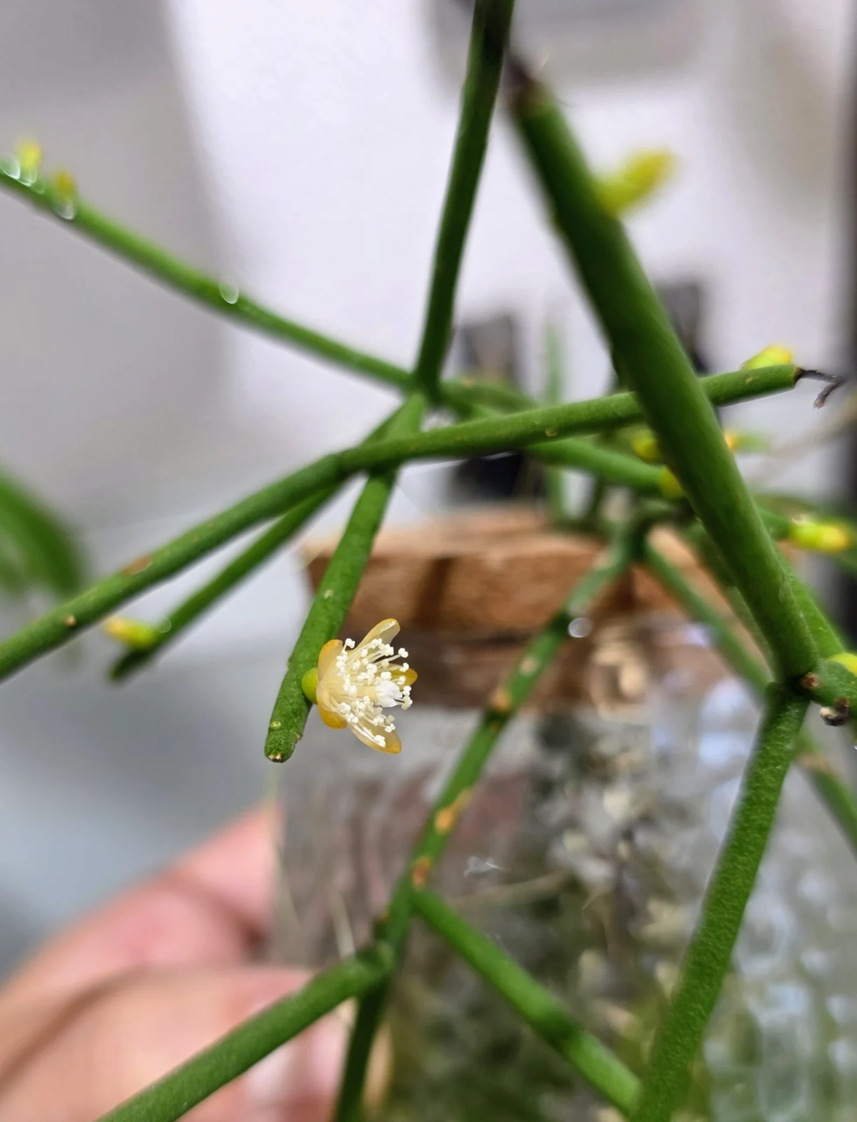 リプサリス　花　水栽培