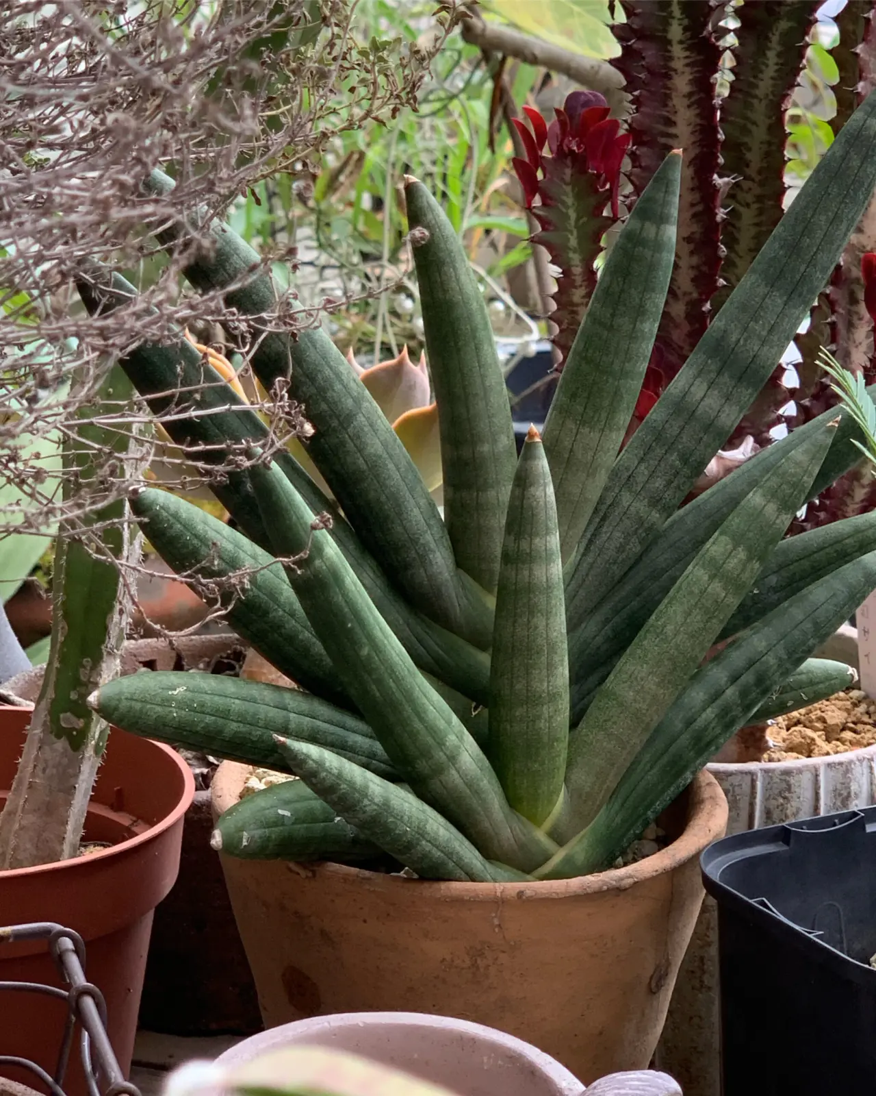 サンセベリア　ボンセレンシス