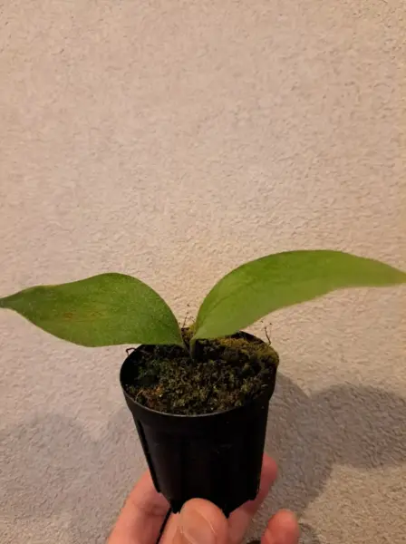 ビカクシダ フダオチ