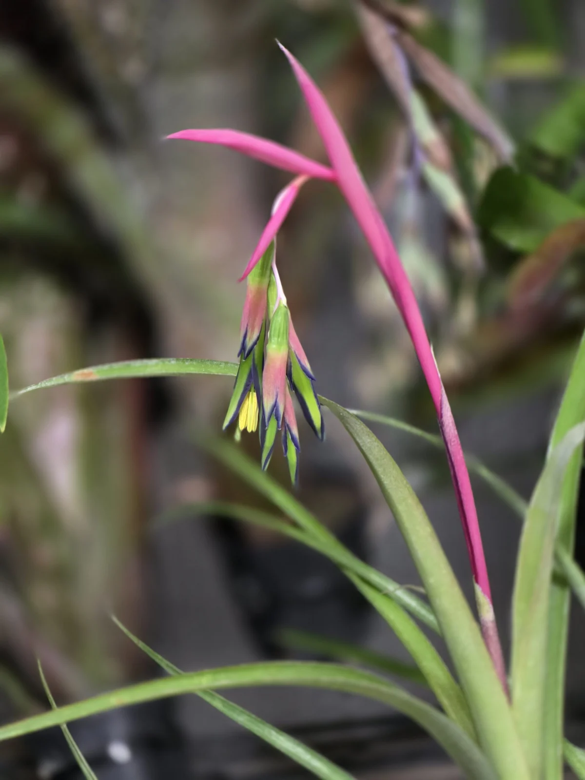 ビルベルギア ヌタンス