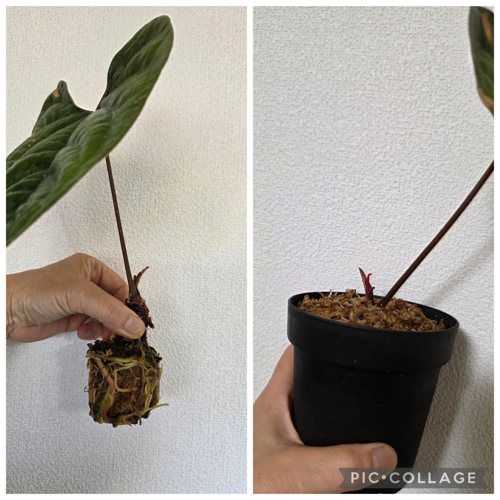 アンスリウム　No.6