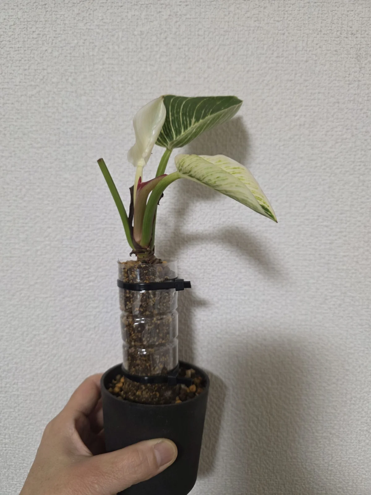 フィロデンドロン バーキン