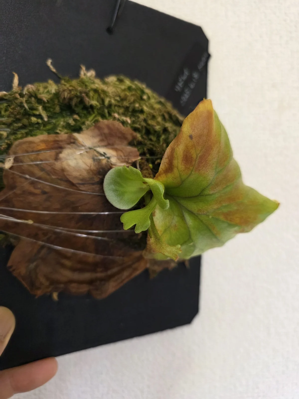 ビカクシダ リドレイ