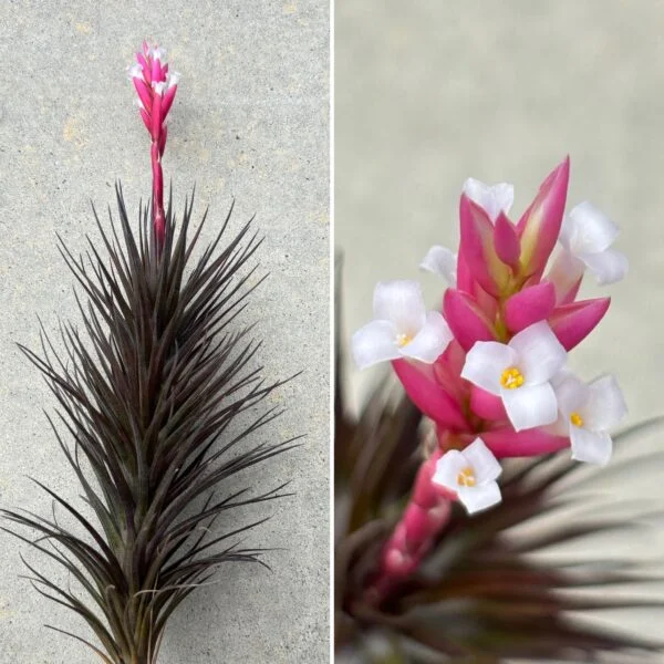 ティランジア ティヌイフォリア スリナメンシス 開花