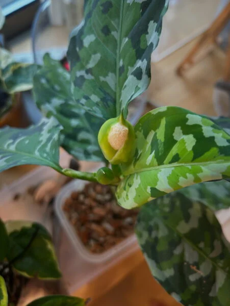 アグラオネマ　ピクタム　トリカラー　開花