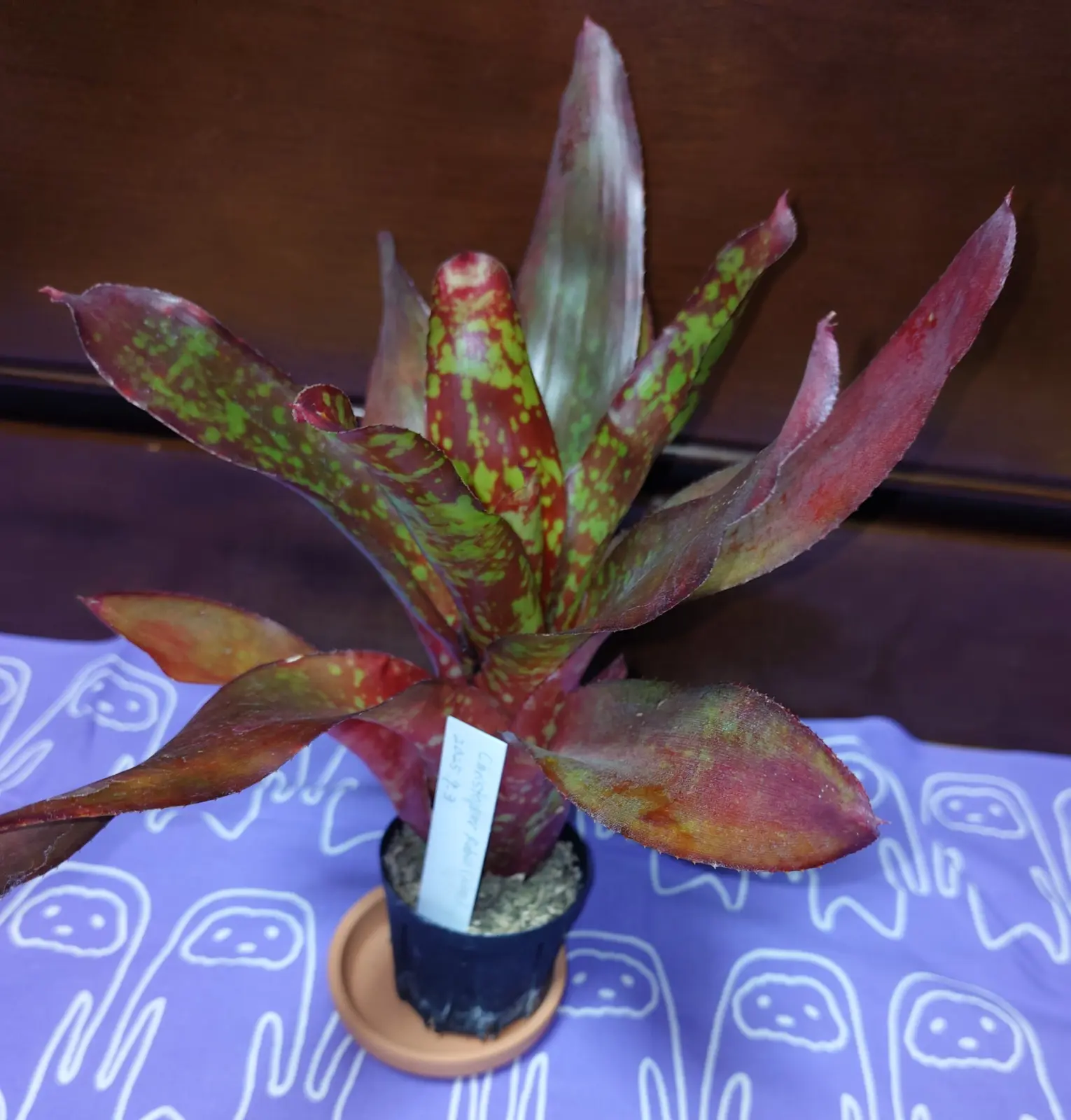 ネオレゲリア　クリストファーロビン