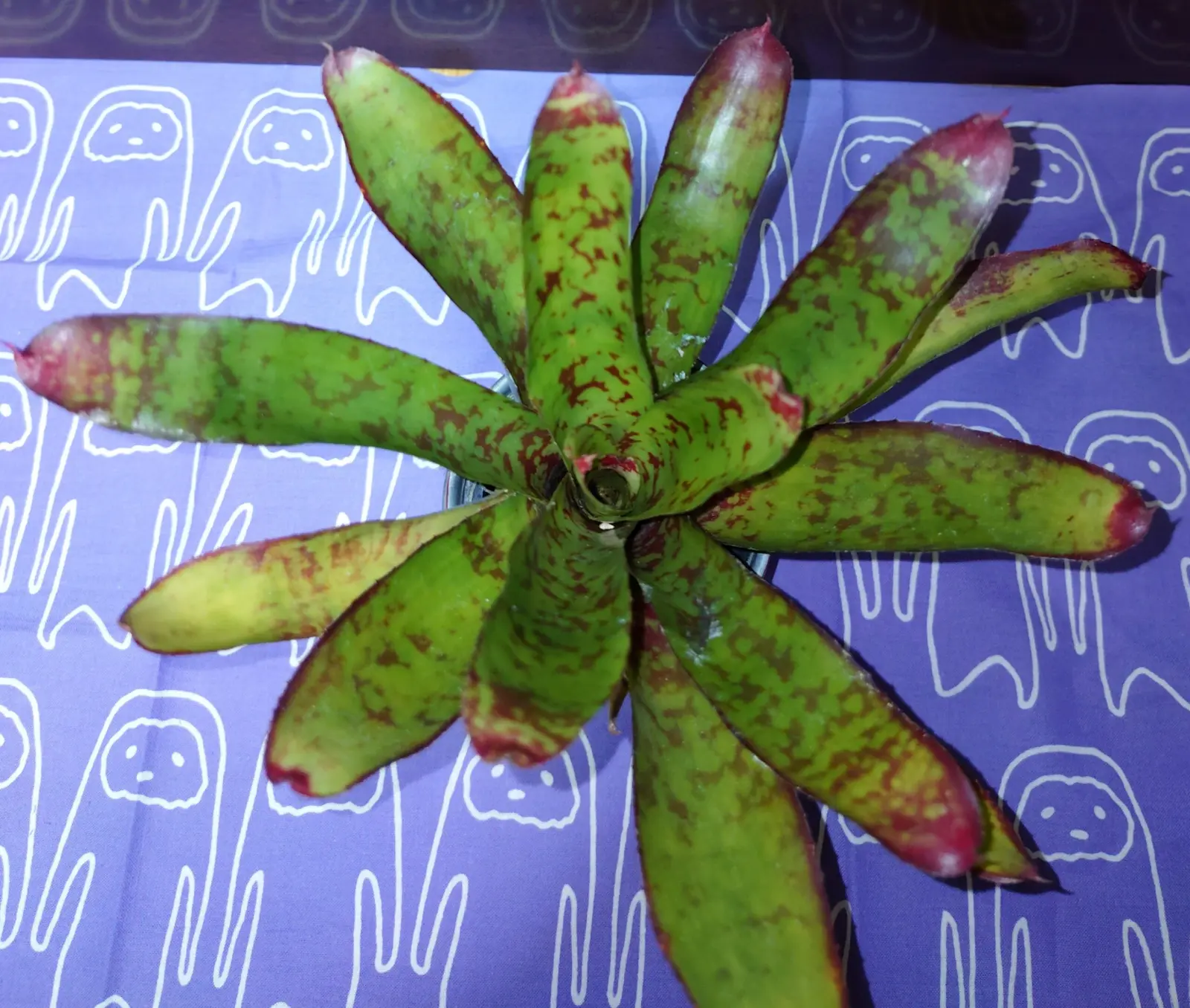 ネオレゲリア　ウィニー・ザ・プー