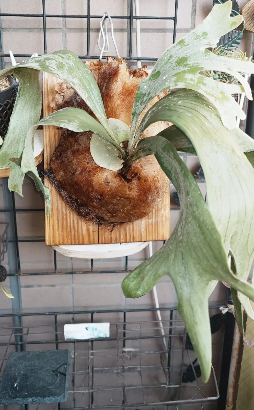 ビカクシダ　アルシコルネ　ベランダ管理