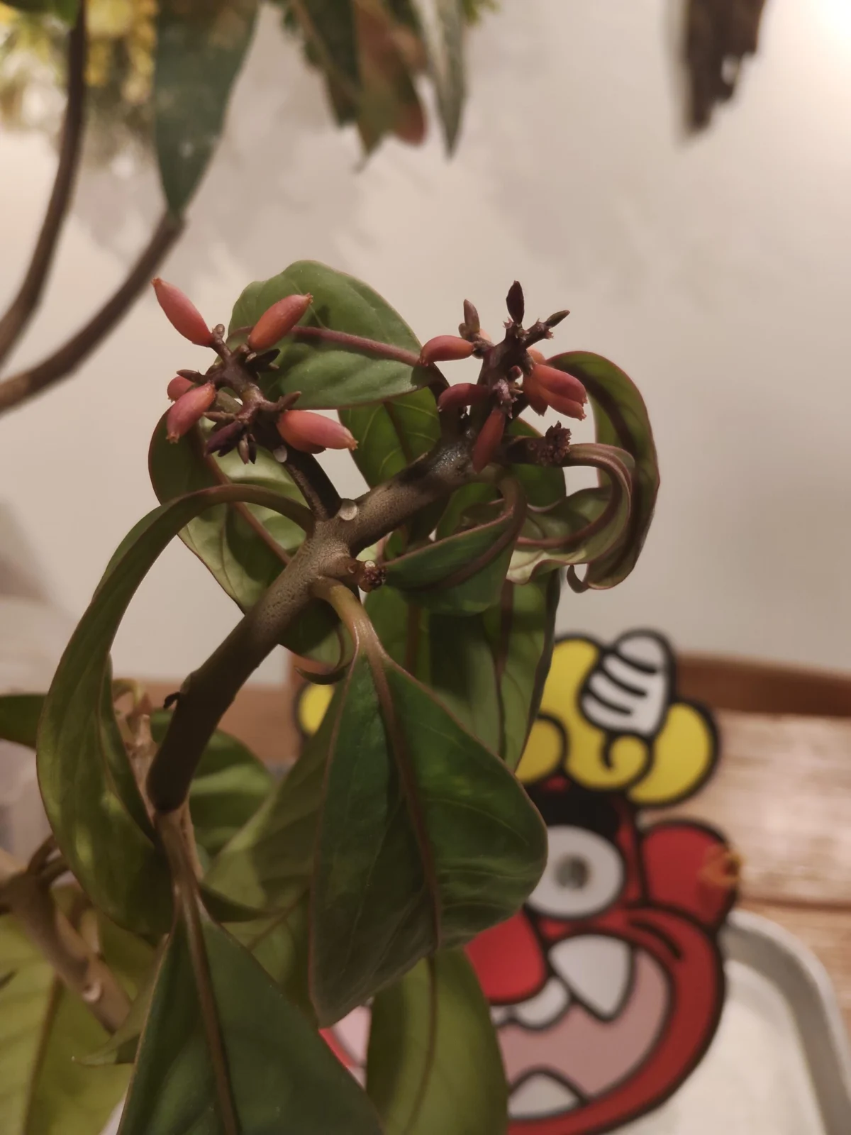 ニーア　ブルー　エクアドル